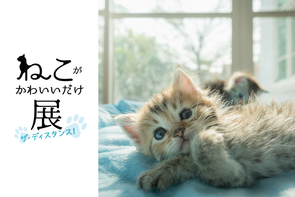 ねこがかわいいだけ展 ザ ディスタンス Zip お天気キャスターで猫好きの貴島明日香が公式 にゃんバサダー に就任 Di Ga Online ライブ コンサートチケット先行 Disk Garage ディスクガレージ